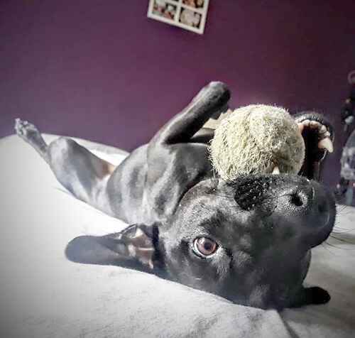 last chance animal rescue centre