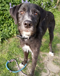 For rescue at Last Chance, Kent near Sussex, Surrey and London - ask for Brandy