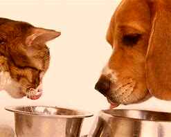 Urgent Dog/Puppy & Cat/Kitten wet Food appeal