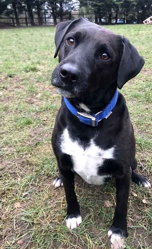 Dogs needing a home - Last Chance Animal Rescue - a