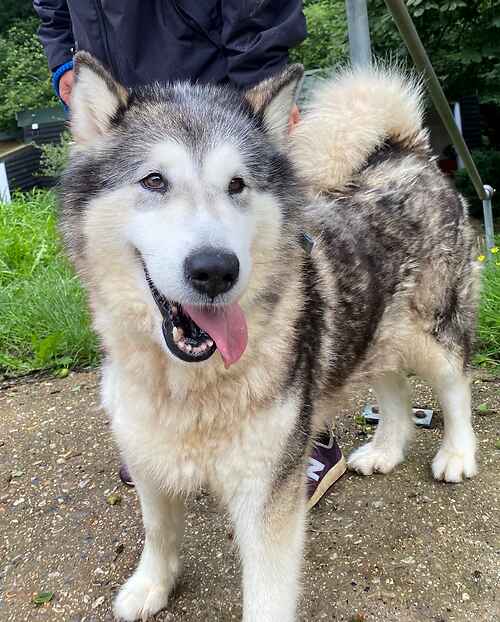 Dogs Needing A Home Last Chance Animal Rescue A Charity To Rescue Animals