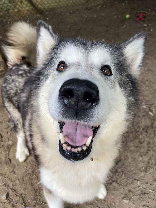 Dogs Needing A Home Last Chance Animal Rescue A Charity To Rescue Animals