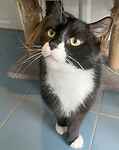 For rescue at Last Chance, Kent near Sussex, Surrey and London - ask for Ozzy & Bailey