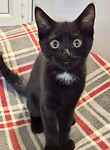 For rescue at Last Chance, Kent near Sussex, Surrey and London - ask for Lola