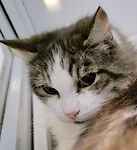 For rescue at Last Chance, Kent near Sussex, Surrey and London - ask for Cee Cee & Baby