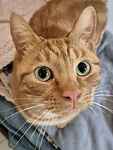 For rescue at Last Chance, Kent near Sussex, Surrey and London - ask for Chonkus & Pookie