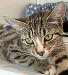 For rescue at Last Chance, Kent near Sussex, Surrey and London - ask for Flora