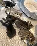 For rescue at Last Chance, Kent near Sussex, Surrey and London - ask for Flora and Fauna's kittens
