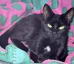 For rescue at Last Chance, Kent near Sussex, Surrey and London - ask for Goose & Baby & Rita