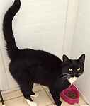 For rescue at Last Chance, Kent near Sussex, Surrey and London - ask for Baxter