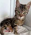 For rescue at Last Chance, Kent near Sussex, Surrey and London - ask for Gracie and Riley