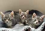 Winson, Deano & Maggie