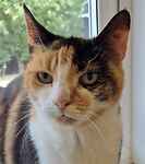 Pip