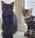 Goose Finley & Rita
