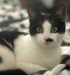 Smudge