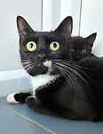 For rescue at Last Chance, Kent near Sussex, Surrey and London - ask for Buttons