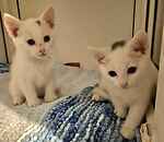 For rescue at Last Chance, Kent near Sussex, Surrey and London - ask for Spot & Patch