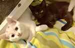 For rescue at Last Chance, Kent near Sussex, Surrey and London - ask for Spotty & Sootie