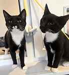 For rescue at Last Chance, Kent near Sussex, Surrey and London - ask for George & Oakley