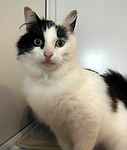 For rescue at Last Chance, Kent near Sussex, Surrey and London - ask for Yuki