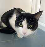 For rescue at Last Chance, Kent near Sussex, Surrey and London - ask for Milo