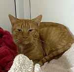 For rescue at Last Chance, Kent near Sussex, Surrey and London - ask for Tango