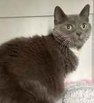 For rescue at Last Chance, Kent near Sussex, Surrey and London - ask for Dusty