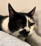 For rescue at Last Chance, Kent near Sussex, Surrey and London - ask for Molly