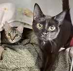 For rescue at Last Chance, Kent near Sussex, Surrey and London - ask for Jinny & Slinky