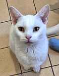 For rescue at Last Chance, Kent near Sussex, Surrey and London - ask for Treacle
