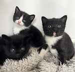 For rescue at Last Chance, Kent near Sussex, Surrey and London - ask for Cherry's kittens