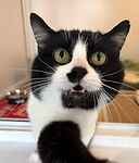 For rescue at Last Chance, Kent near Sussex, Surrey and London - ask for Lance