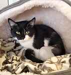 For rescue at Last Chance, Kent near Sussex, Surrey and London - ask for Marie