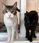 For rescue at Last Chance, Kent near Sussex, Surrey and London - ask for Ollie and Leo