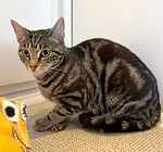 For rescue at Last Chance, Kent near Sussex, Surrey and London - ask for Ollie