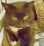 For rescue at Last Chance, Kent near Sussex, Surrey and London - ask for Susan & Jonathon