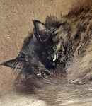 For rescue at Last Chance, Kent near Sussex, Surrey and London - ask for Pixie