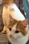 For rescue at Last Chance, Kent near Sussex, Surrey and London - ask for Lira