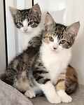 For rescue at Last Chance, Kent near Sussex, Surrey and London - ask for Hayley & Holly