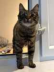 For rescue at Last Chance, Kent near Sussex, Surrey and London - ask for Eli
