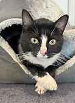 For rescue at Last Chance, Kent near Sussex, Surrey and London - ask for Mum and 3 kittens