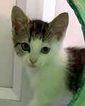 For rescue at Last Chance, Kent near Sussex, Surrey and London - ask for Spot Odin & Nova