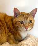 For rescue at Last Chance, Kent near Sussex, Surrey and London - ask for Loki and Thor