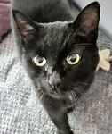 For rescue at Last Chance, Kent near Sussex, Surrey and London - ask for Misty