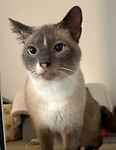 For rescue at Last Chance, Kent near Sussex, Surrey and London - ask for Kiki