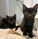 For rescue at Last Chance, Kent near Sussex, Surrey and London - ask for Jesse, Jay, Jazz and Jude