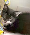 For rescue at Last Chance, Kent near Sussex, Surrey and London - ask for Harley