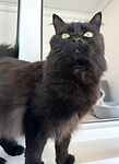 For rescue at Last Chance, Kent near Sussex, Surrey and London - ask for Kitty