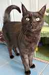 For rescue at Last Chance, Kent near Sussex, Surrey and London - ask for Raya and Nala