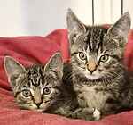 For rescue at Last Chance, Kent near Sussex, Surrey and London - ask for Popeye & Olive